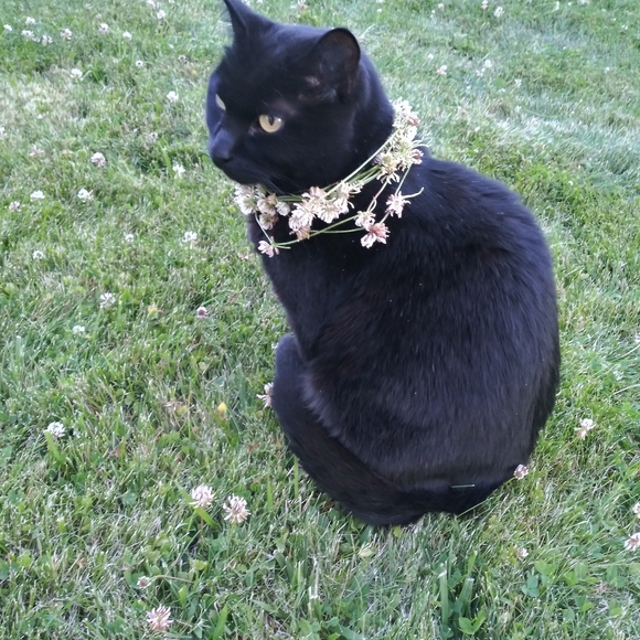 Meet your Posher, Rose - Picture 3 of 11